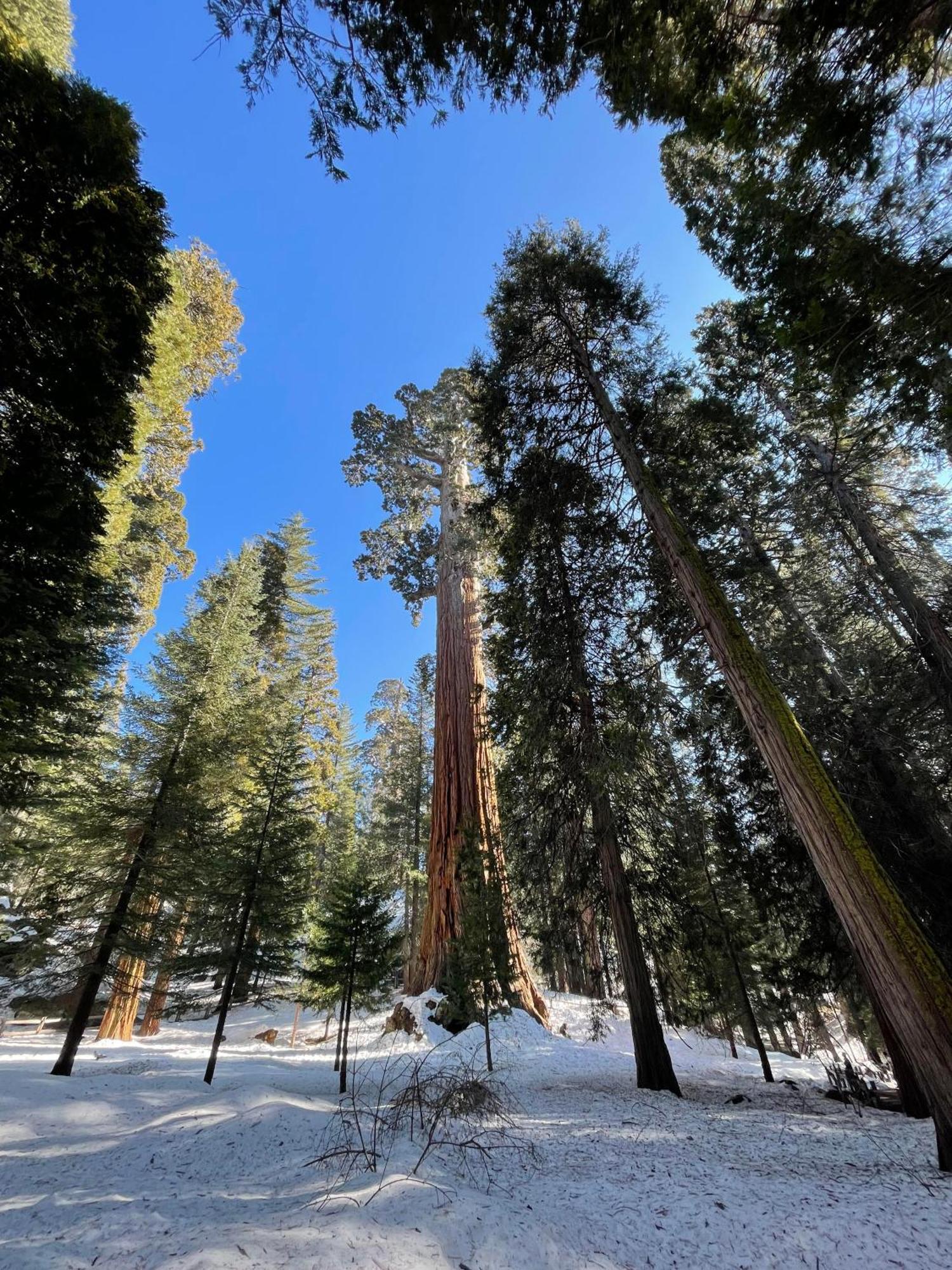 Dunlap Enchanted Forest Dome ,10-15 Minutes To Kings Canyons-New Pellet Stove For Cozy Warm Nights מראה חיצוני תמונה