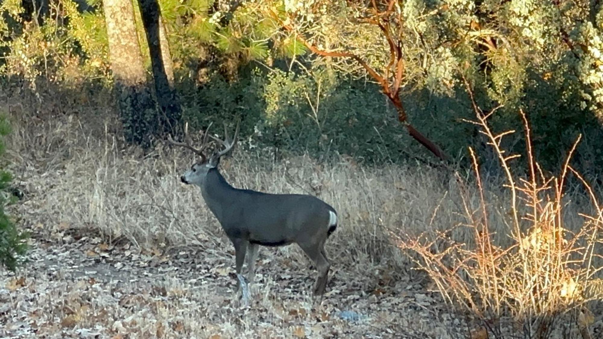 Dunlap Enchanted Forest Dome ,10-15 Minutes To Kings Canyons-New Pellet Stove For Cozy Warm Nights מראה חיצוני תמונה